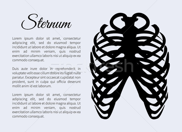 Sternum Bones Poster and Text Vector Illustration Stock photo © robuart