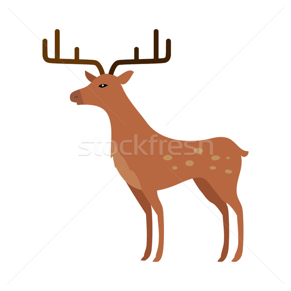 Deer in Flat Style Isolated on White Stock photo © robuart