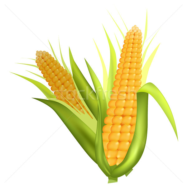 Two Fresh Corn Cobs with Green Leaves on White Stock photo © robuart