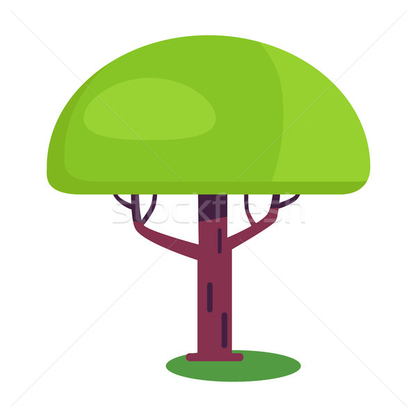 Baobab short tree with an enormously thick trunk Stock photo © robuart