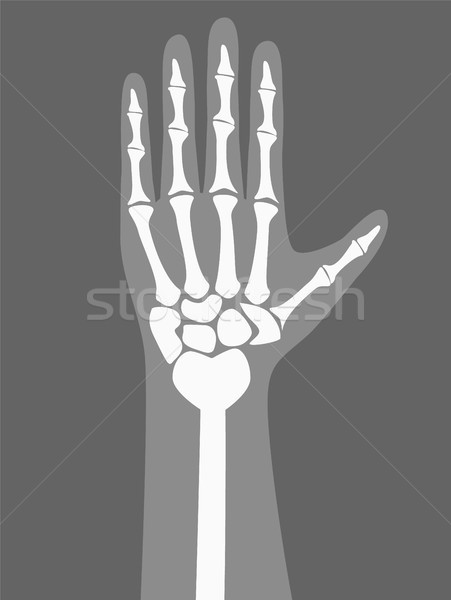 Brat uman culoare mână alb os deget Imagine de stoc © robuart