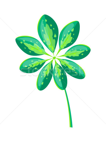 лист зеленый цвета стабильный листьев Сток-фото © robuart