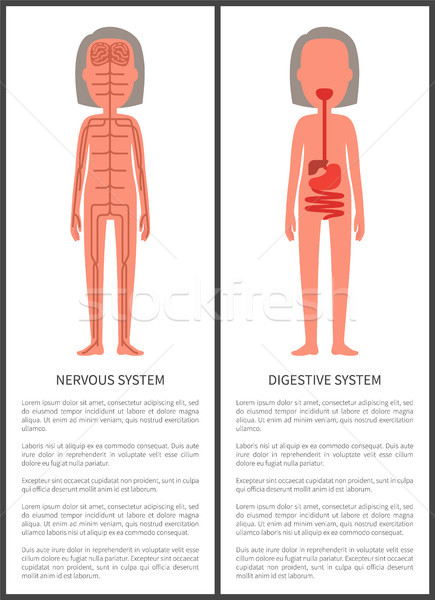 Nervous and Digestive Systems Woman s Anatomy Stock photo © robuart