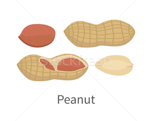 Peanut Vector Illustration in Flat Style Design Stock photo © robuart