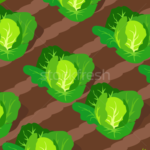 Stock photo: Pattern with Cabbages Growing on Beds