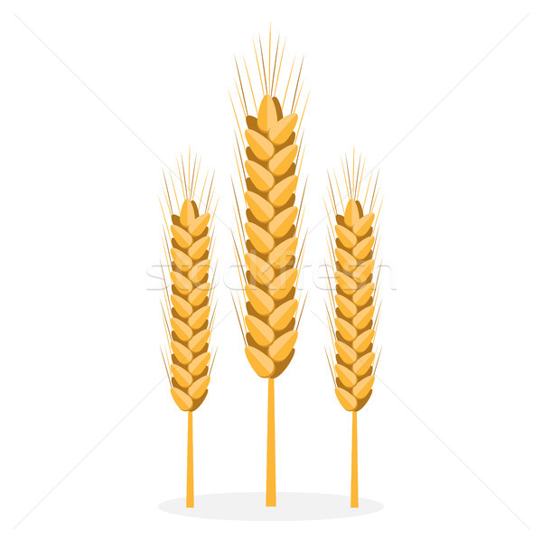 Golden Organic Bread Spikes Isolated Illustration Stock photo © robuart