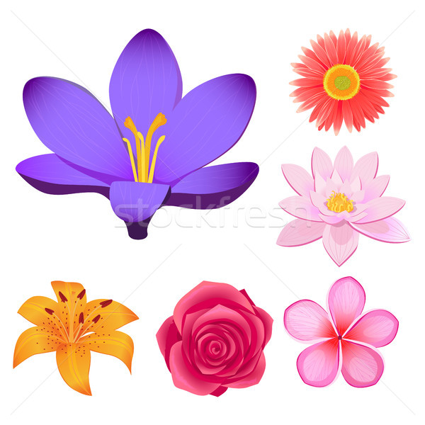 花 孤立 插圖 集 紫色 商業照片 © robuart