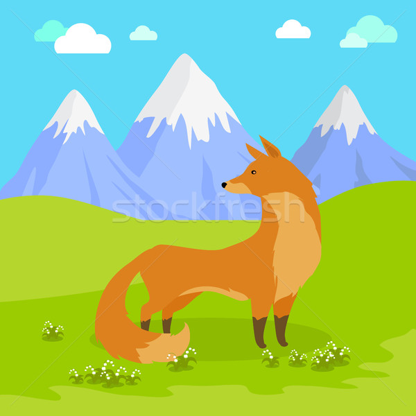 [[stock_photo]]: Rouge · Fox · permanent · prairie · montagnes · cute