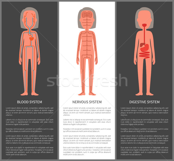 Blood Nervous and Digestive Organism Systems Set Stock photo © robuart