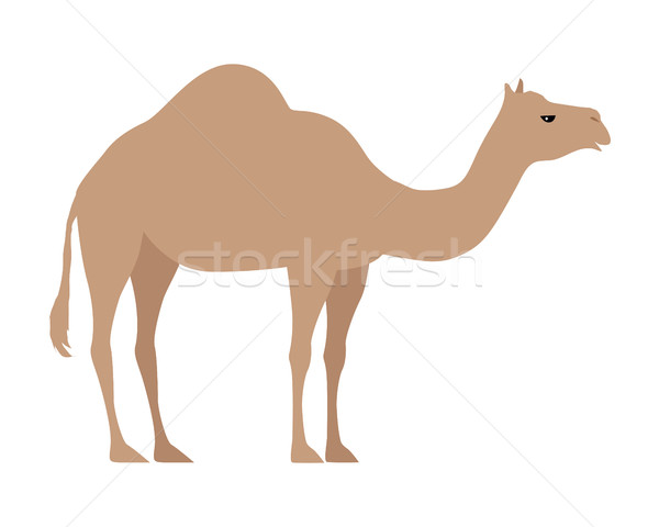 Camel Isolated on White. Even Toed Ungulate Stock photo © robuart