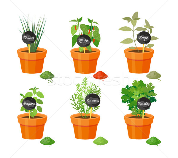 Chives and Chile Sage Set Vector Illustration Stock photo © robuart
