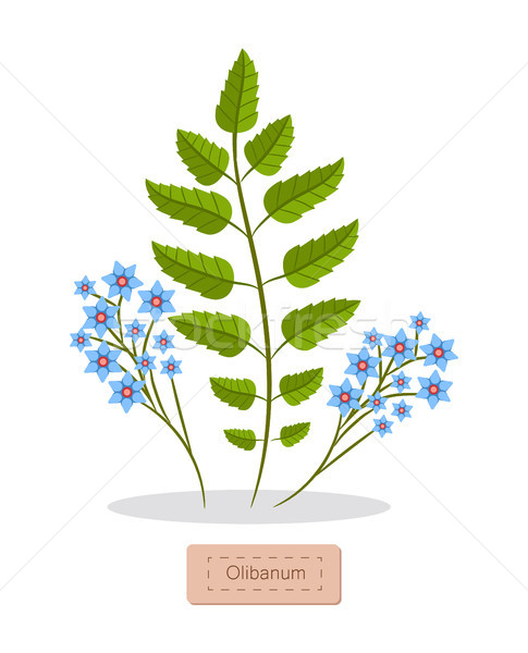 Pozostawia kwiat kwiaty niebieski kolor herb Zdjęcia stock © robuart