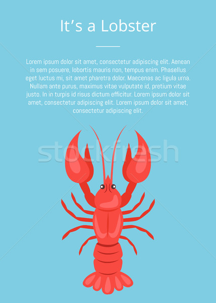 Its a Lobster Poster with Red Crayfish Vector Isolated Stock photo © robuart