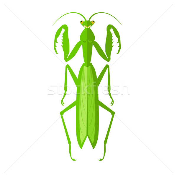 Verde saltamontes icono naturaleza Cartoon cute Foto stock © robuart