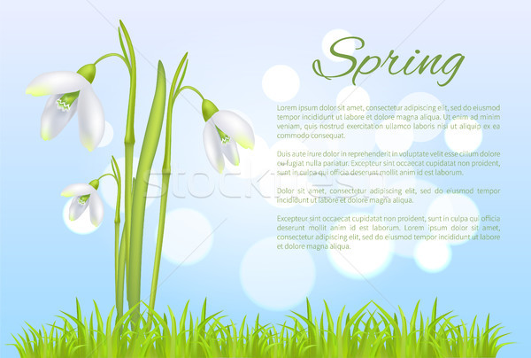 Spring Poster with Text and Snowdrop Galanthus Bud Stock photo © robuart