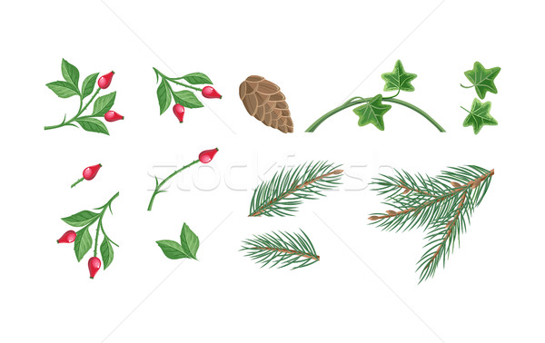 Set of Christmas Decoration Plants Illustrations  Stock photo © robuart