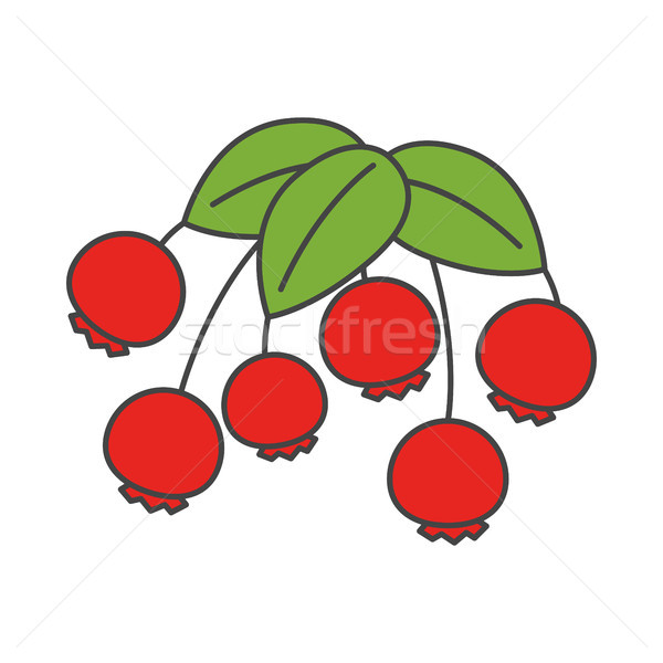 Cartoon Wild Berries with Leaves Illustration Stock photo © robuart
