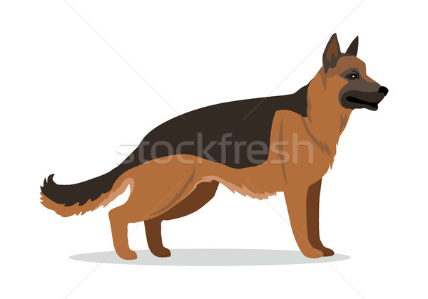 German Shepherd or Alsatian Wolf Dog Isolated. Stock photo © robuart