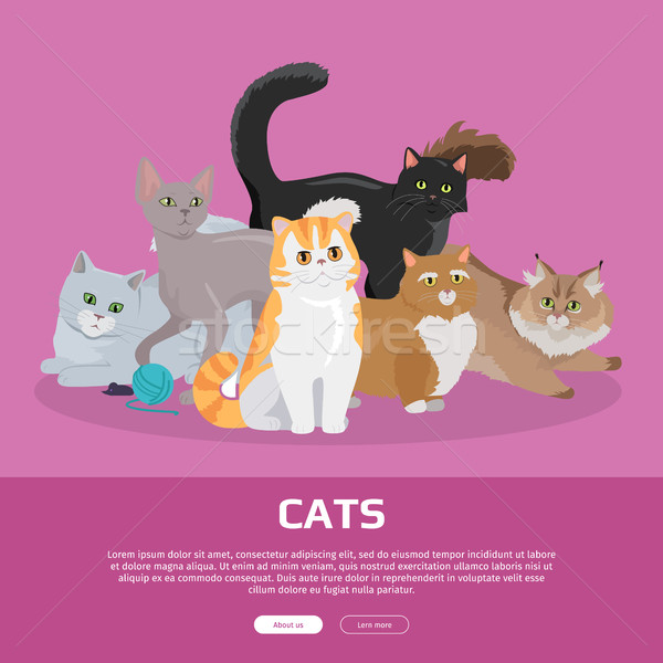 Cats Breeds Flat Vector Web Banner Stock photo © robuart