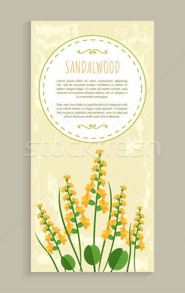 Sandalwood Poster with Herb Vector Illustration Stock photo © robuart