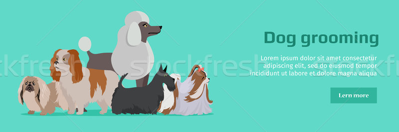 Câine steag cu parul lung diferit dimensiune izolat Imagine de stoc © robuart