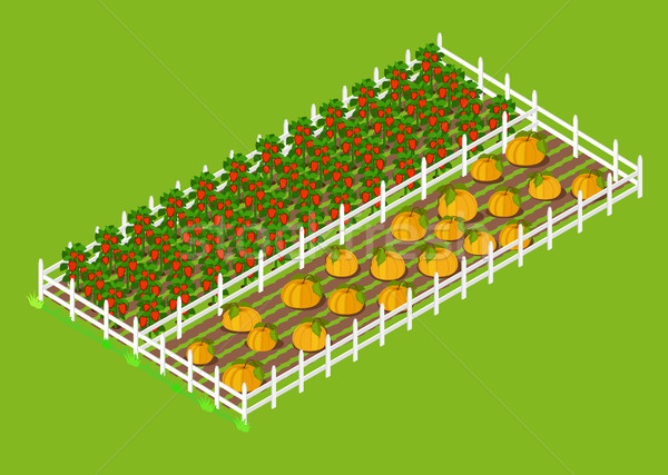 Red Bell Pepper and Pumpkins Beds Planted at Farm Stock photo © robuart