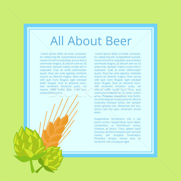 All About Beer Poster with Cabbage and Wheat Ear Stock photo © robuart