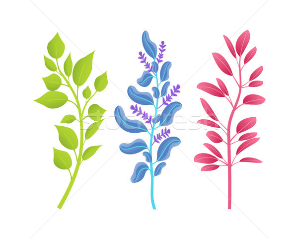 Small Thin Branches of Wild Natural Plants Set Stock photo © robuart
