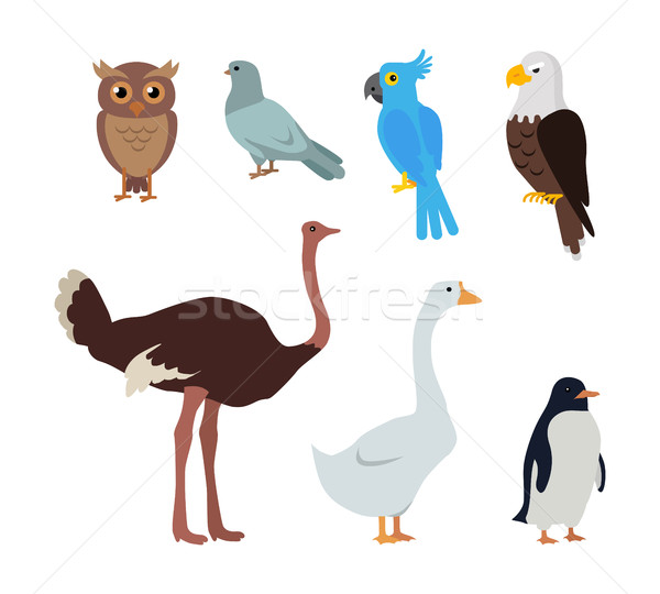 Owl Dove Blue Parrot Eagle Ostrich Goose Penguin Stock photo © robuart