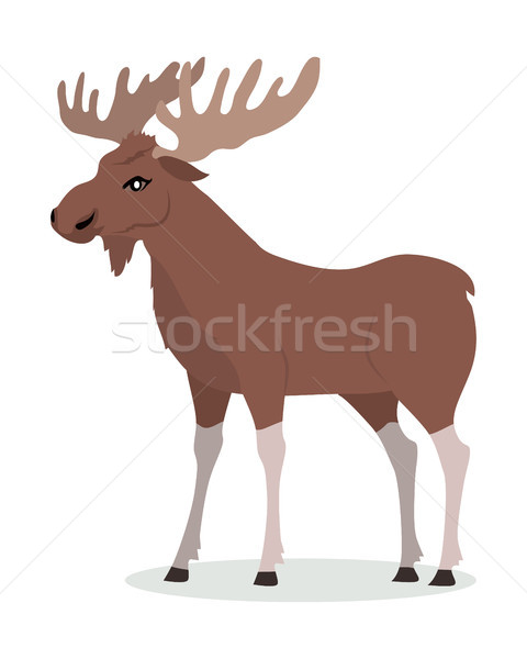 Moose Male Vector Illustration in Flat Design Stock photo © robuart