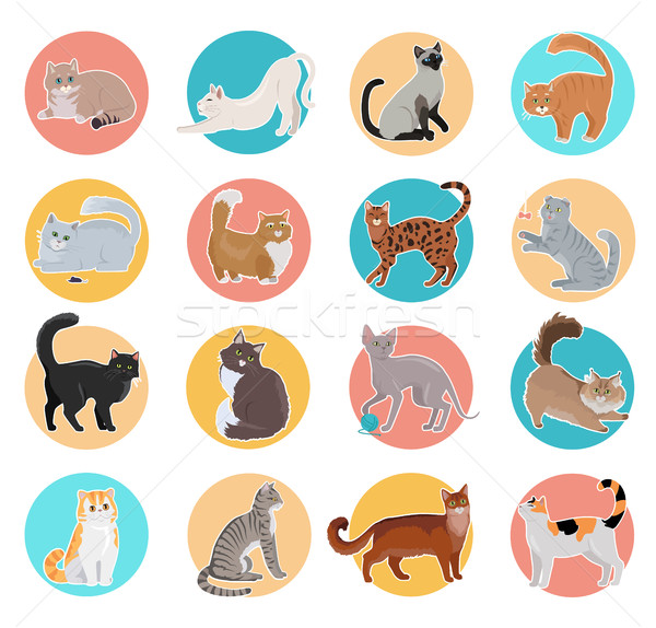 Collection of Vector Icons with Cat in Flat Design Stock photo © robuart