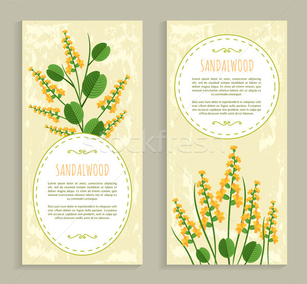 Sandalwood Cards Collection Vector Illustration Stock photo © robuart