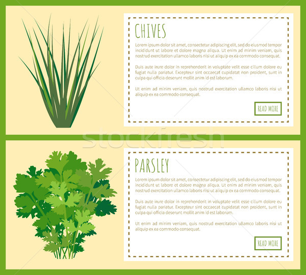 Chives and Parsley Greenery, Food Condiments Set Stock photo © robuart