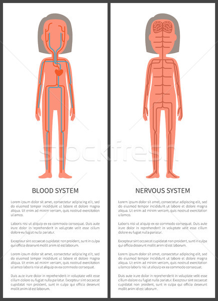 Stockfoto: Bloed · zenuw · ingesteld · menselijke · lichaam · posters