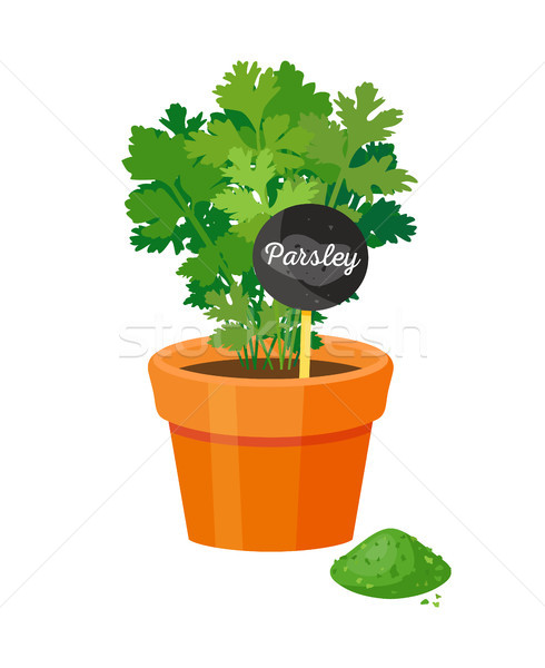 Parsley Plant in Pot Table Vector Illustration Stock photo © robuart