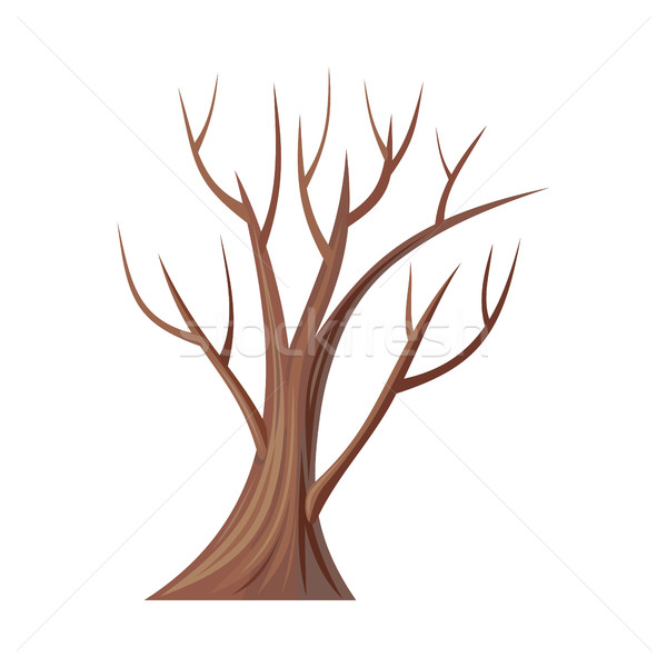 Bare Tree Without Leaves. Oak. Vector Stock photo © robuart