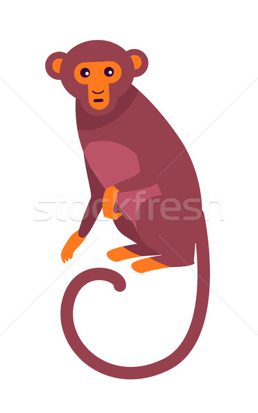 Sevimli komik maymun uzun ince kuyruk Stok fotoğraf © robuart