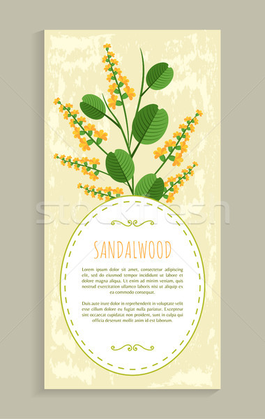 Sandalwood Poster with Herb Vector Illustration Stock photo © robuart