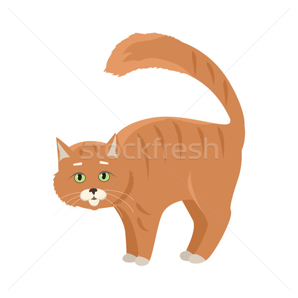 Red Cat Vector Flat Design Illustration Stock photo © robuart