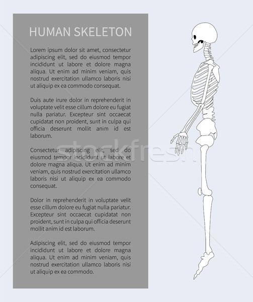 Emberi csontváz poszter profil kilátás szerkeszthető Stock fotó © robuart