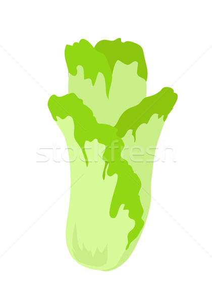 Illustration of Chinese Cabbage Stock photo © robuart