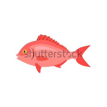 Sea Fish in Pink Color Isolated Stock photo © robuart