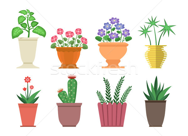 Dieffenbachia Flowers in Pot Vector Illustration Stock photo © robuart