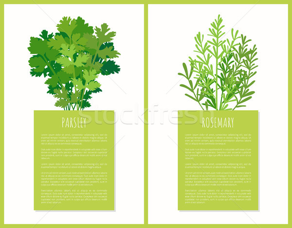 Parsley and Rosemary Greenery Set Vector Poster Stock photo © robuart