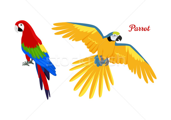 Ara parrot flat design vector illustration Stock photo © robuart