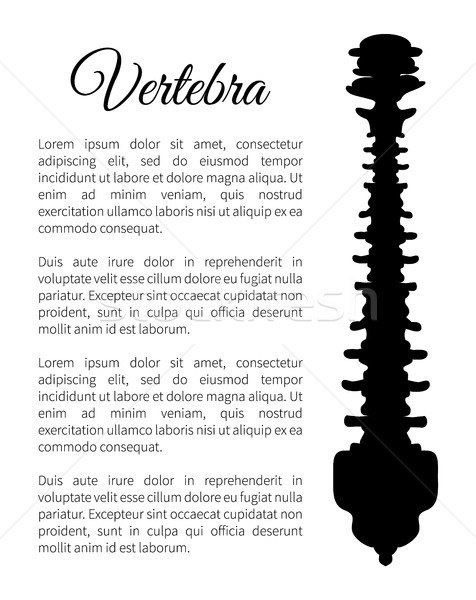 Vertebra Poster Bone Part Vector Illustration Stock photo © robuart
