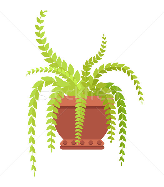 Helecho planta largo hojas grande Foto stock © robuart
