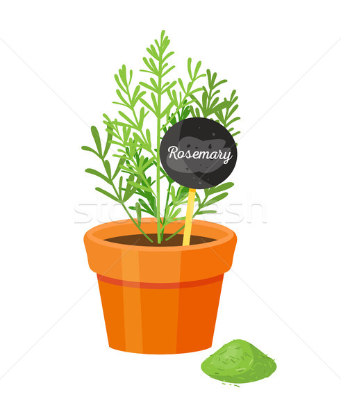Rosemary and Table with Text Vector Illustration Stock photo © robuart
