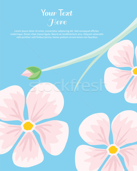 Stock photo: Flower Frame Text Insertion 