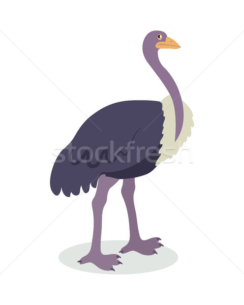 Ostrich Cartoon Flat Vector Illustration Stock photo © robuart